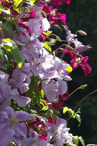 ../Images/IMGP2574.jpg
