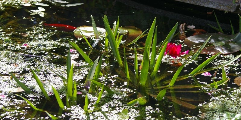 ../Images/IMGP2588.jpg