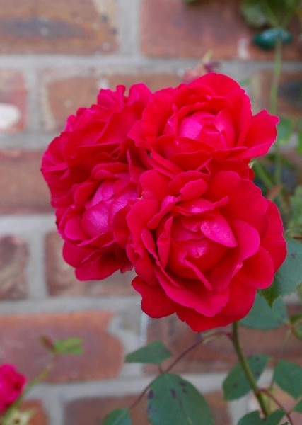 ../Images/IMGP2609.jpg